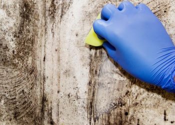 mold-remediation